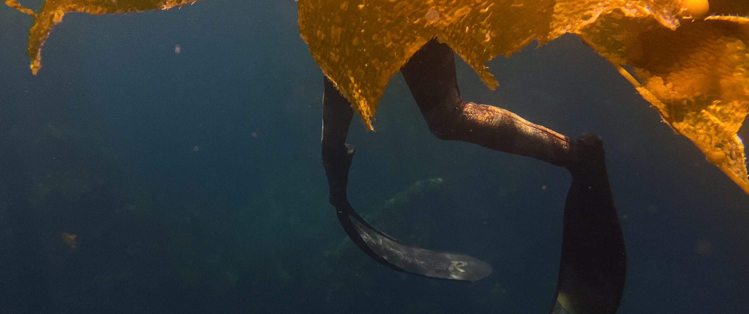 Freediver Sarah Sylvester makes her way through a kelp forest.